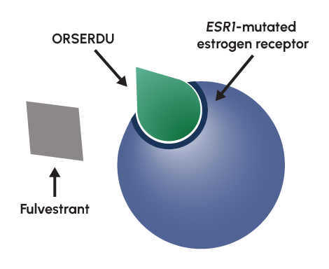 ORSERDU has strong binding affinity for ESR1-mutated receptors